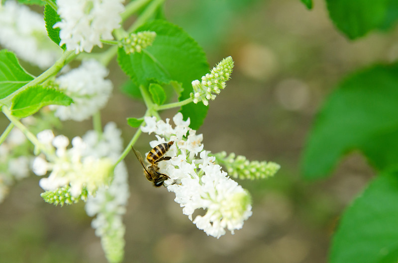 白色buddleja花