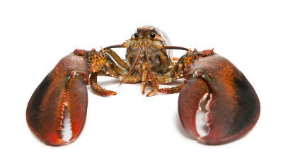 美国龙虾，Homarus americanus