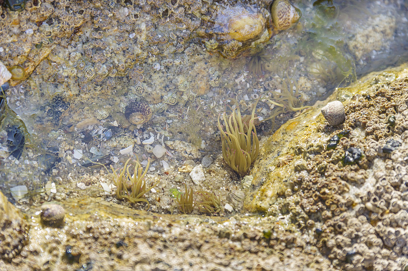 海葵或绿海葵