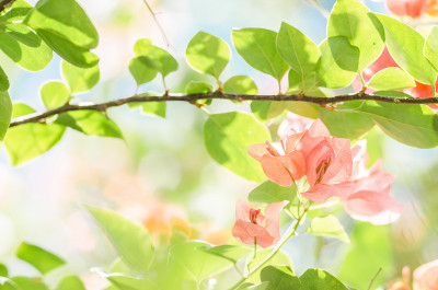 纸花或九重葛