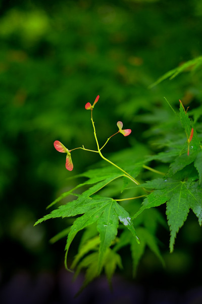 3枫树种子