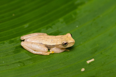 黄色treefrog