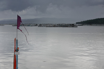 水产养殖用网箱-罗非鱼养殖。塔阿尔lake-Batangas-Luzon-Philippines。0