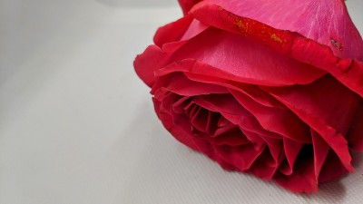 红玫瑰