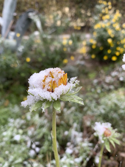 冰雪覆盖的花