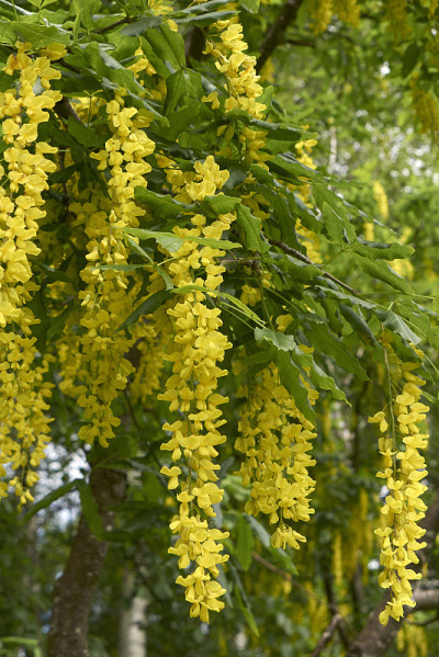 金链花anagyroides