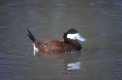红鸭子，Oxyura jamaicensis