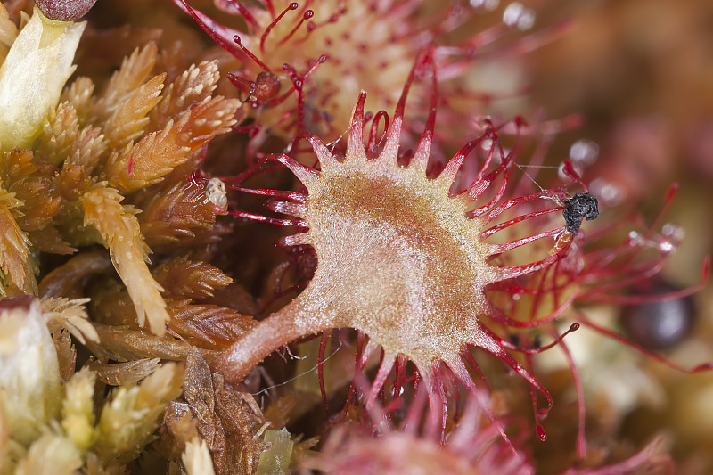 毛茅(Drosera rotundifolia)近景照片