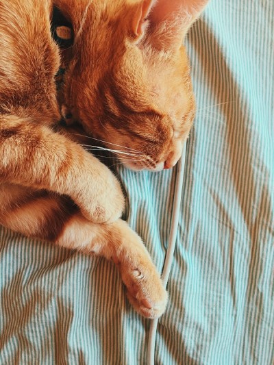 黄色的猫
