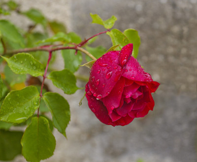 红色杂交花园玫瑰与雨滴