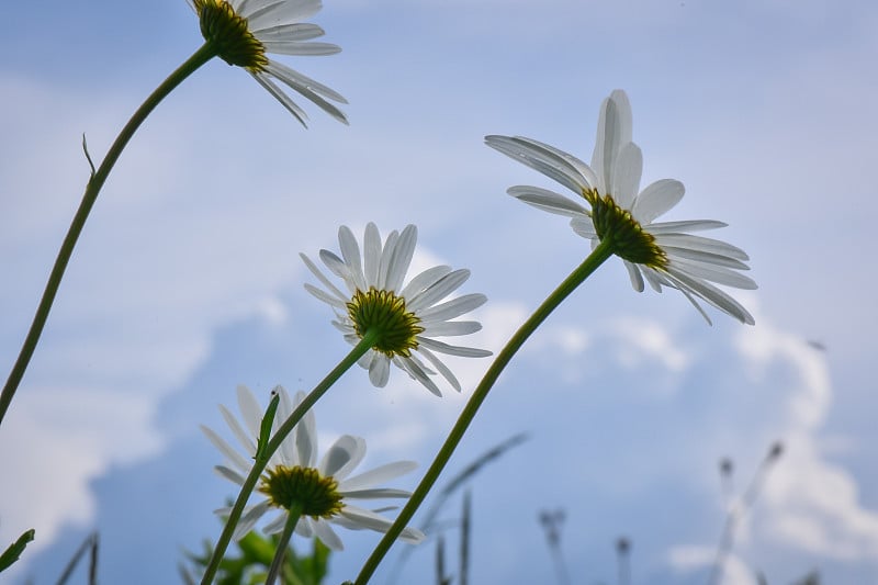 鲜花和野花