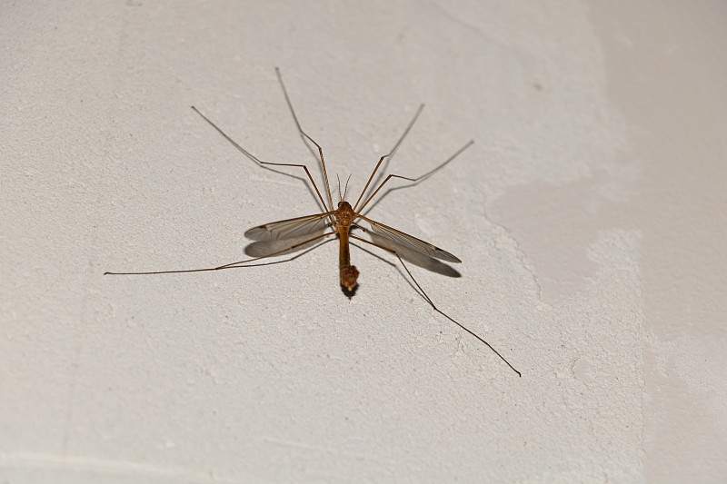 鹤飞在墙里面。Tipula sp