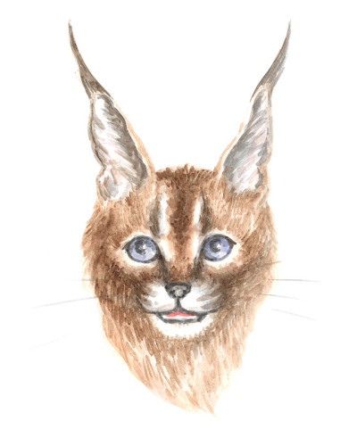 狞猫猫