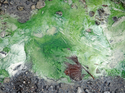 温泉中的蓝藻微生物垫
