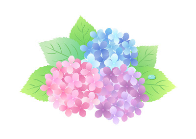 雨季绣球花背景框