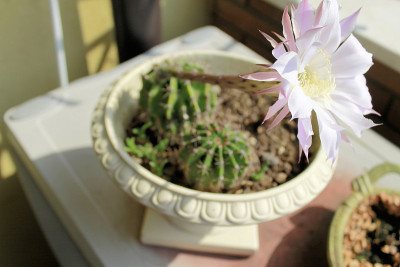 花