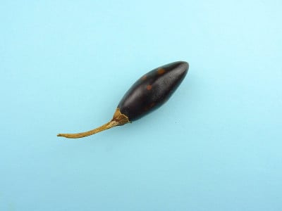 干拨浪鼓墨西哥辣椒，也被称为卡斯卡贝尔辣椒和拨浪鼓辣椒在浅蓝色的背景