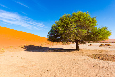 纳米比亚的Sossusvlei，风景优美的粘土盐滩，有编织的Acacia树和雄伟的沙丘。纳米比亚Na