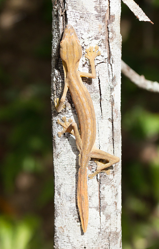 纹叶尾壁虎(Uroplatus)，在马达加斯加的一棵树上