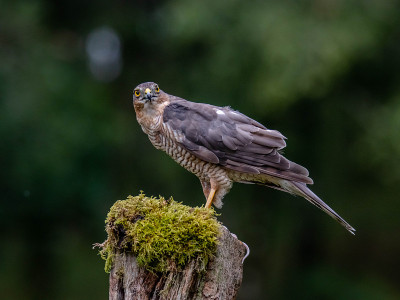 女性Sparrowhawk(猛禽努力)