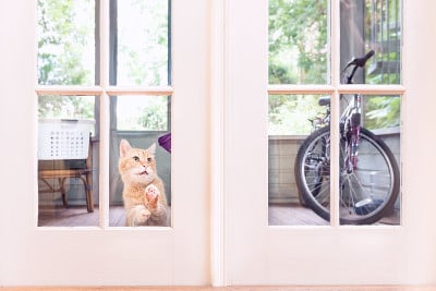 橙色的猫从外面看房子的窗户