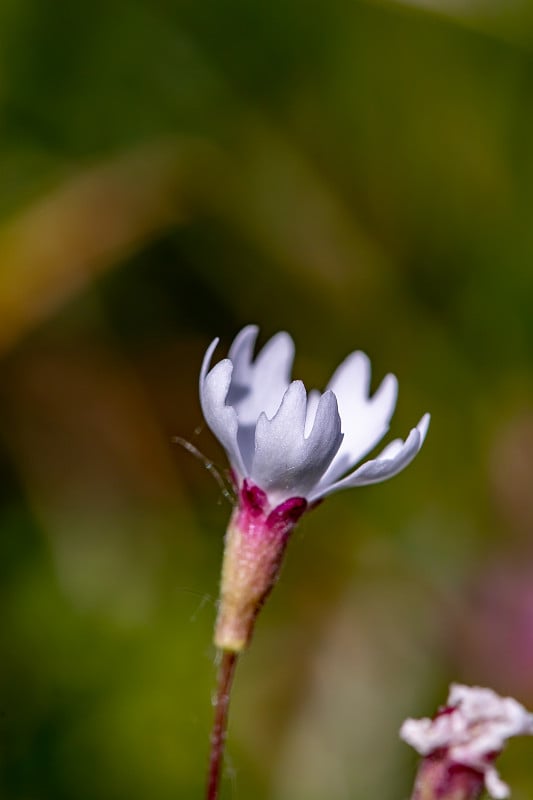 阳子花在草甸，近梢