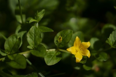 背景与黄色匍匐珍妮，Lysimachia Nummularia