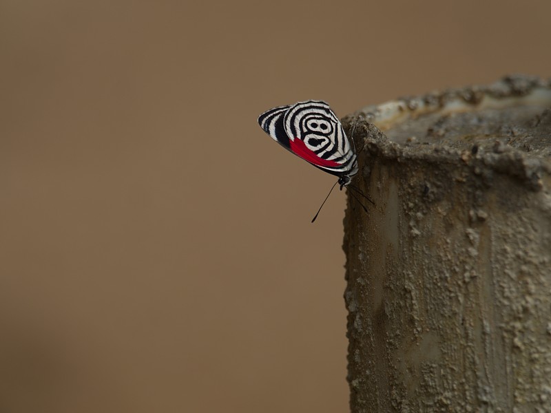 88只蝴蝶(Diaethria anna)罗柏国家公园，厄瓜多尔。