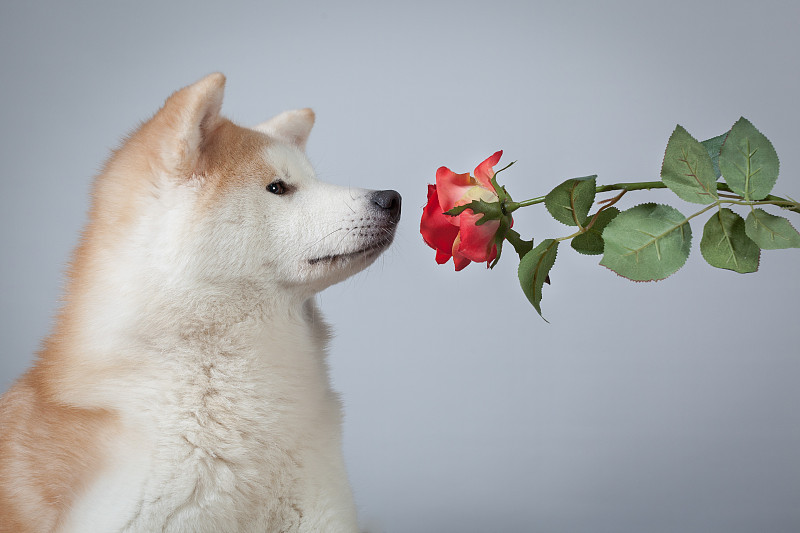 狗狗秋田犬爱情人节