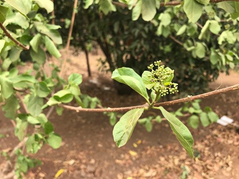 阿格尼曼塔(Premna serratifolia)，阿育吠陀植物。