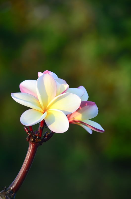 鸡蛋花与散景背景