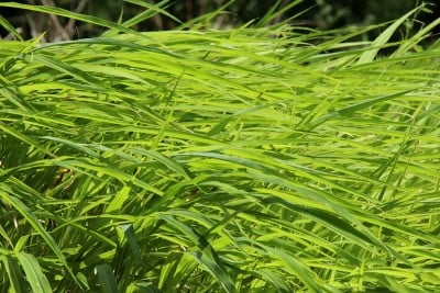 西非多哥，茂密的绿色高草在风中移动。