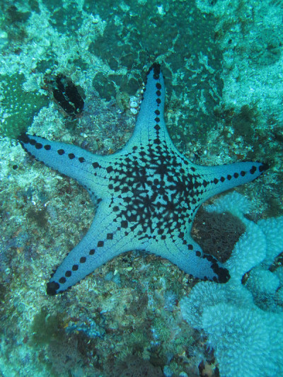 海星