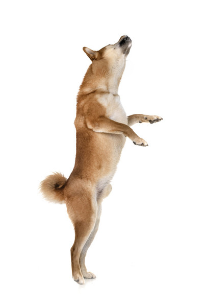 柴犬