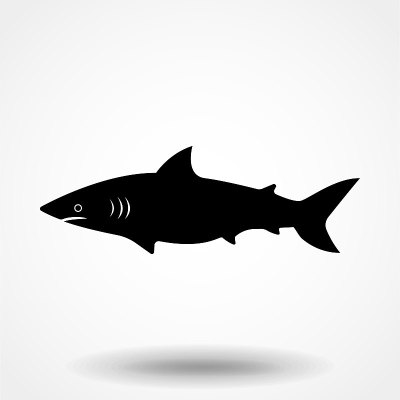 Vector illustration of shark based on hand-drawn s