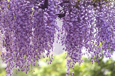 紫藤的花朵