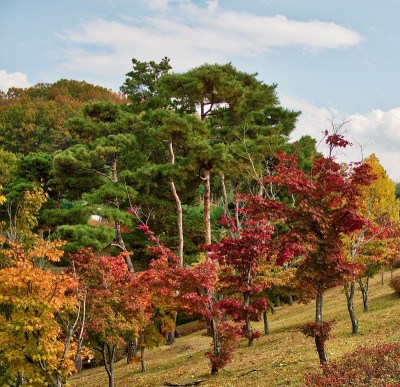 松树和枫树