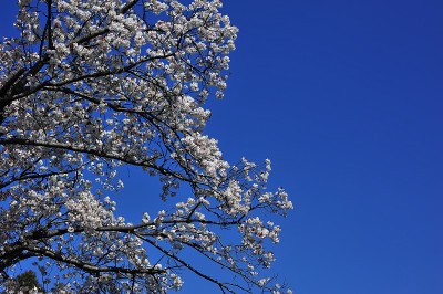 樱花枝头花树在冬、夏、春之间的蓝天天季节