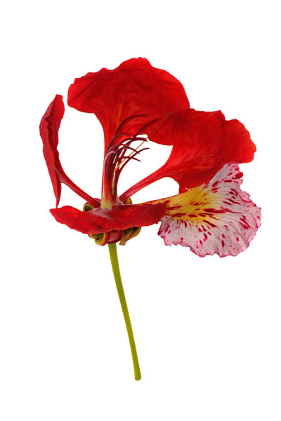 凤仙花