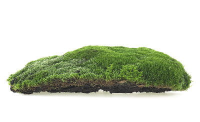 孤立在白色背景上的绿色苔藓。森林苔藓。
