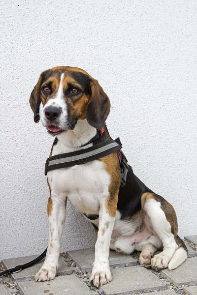 三色小猎犬