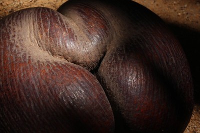 可可de Mer, Vallée de Mai自然保护区，Praslin岛，塞舌尔，印度洋，非洲
