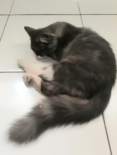 猫