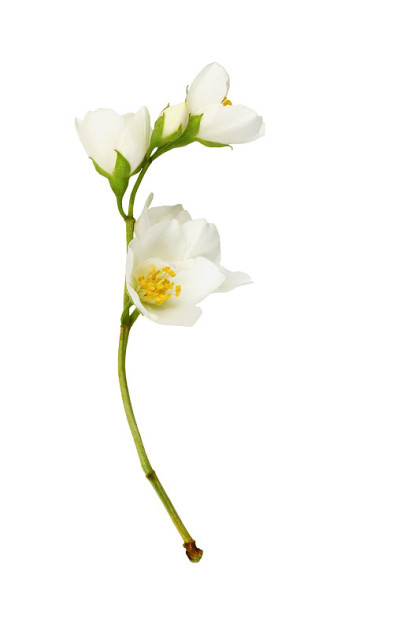 小枝的茉莉花(费城)花