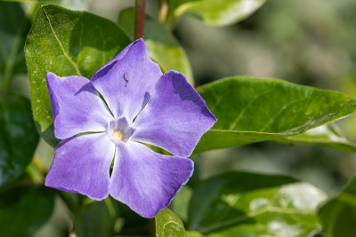 大长春花(大长春花)