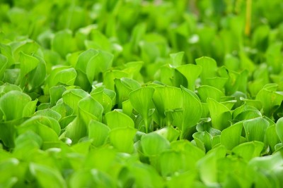 雨后的水风信子叶子的背面点燃向下的尖端