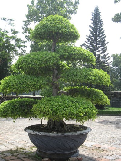盆栽中的越南修剪树