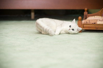 漂亮的年轻猫品种苏格兰栗鼠直
