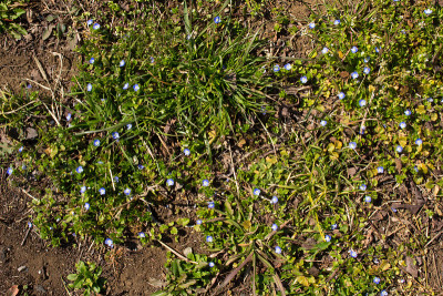 Veronica persica