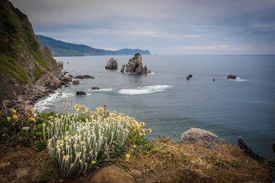 从圣胡安海岸到Gaztelugatxe。黄色的花在春天和夏天